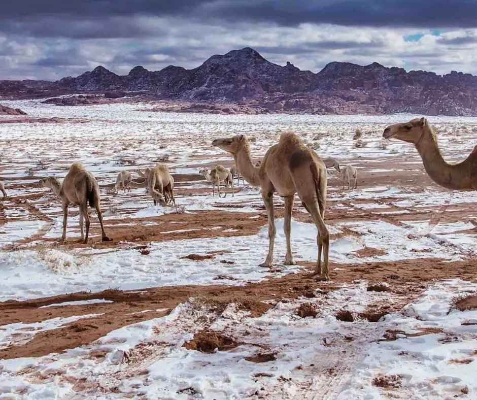 Tabuk