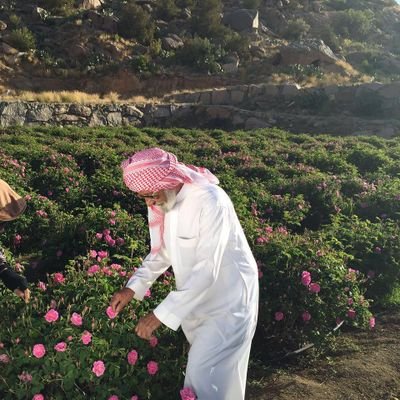 Rose Terraces